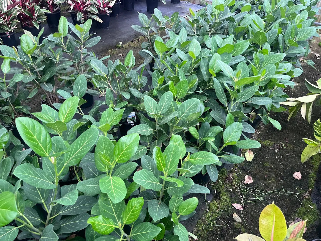 Ficus benghalensis Audrey - 200mm Potify
