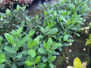 Ficus benghalensis Audrey - 200mm Potify
