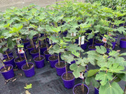 Ficus carica Black Genoa (Fig) - 200mm Potify