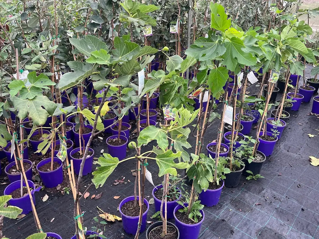 Ficus carica White Genoa (Fig) - 200mm Potify