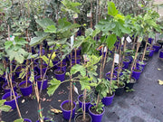 Ficus carica White Genoa (Fig) - 200mm Potify