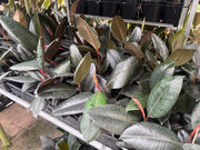 Ficus elastica ‘Burgundy’ (Indian Rubber Tree) – 130mm | 200mm | 250mm | 300mm Potify