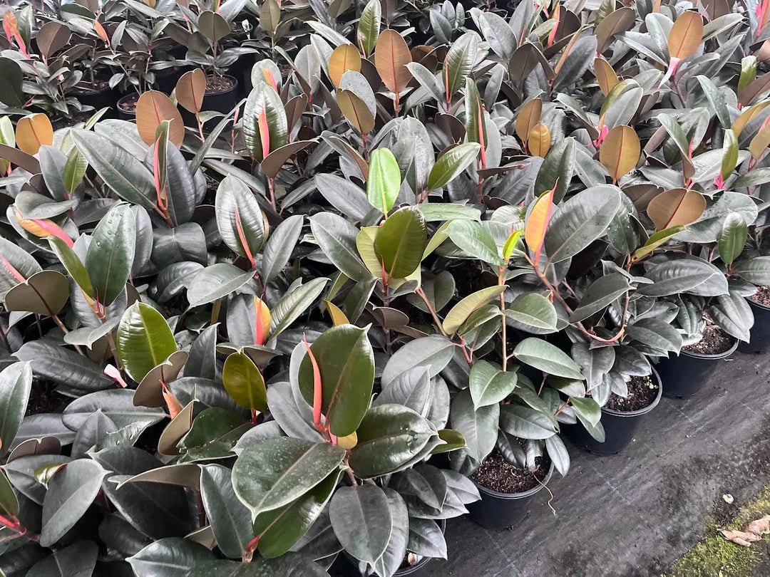 Ficus elastica ‘Burgundy’ (Indian Rubber Tree) – 130mm | 200mm | 250mm | 300mm Potify