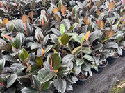 Ficus elastica ‘Burgundy’ (Indian Rubber Tree) – 130mm | 200mm | 250mm | 300mm Potify