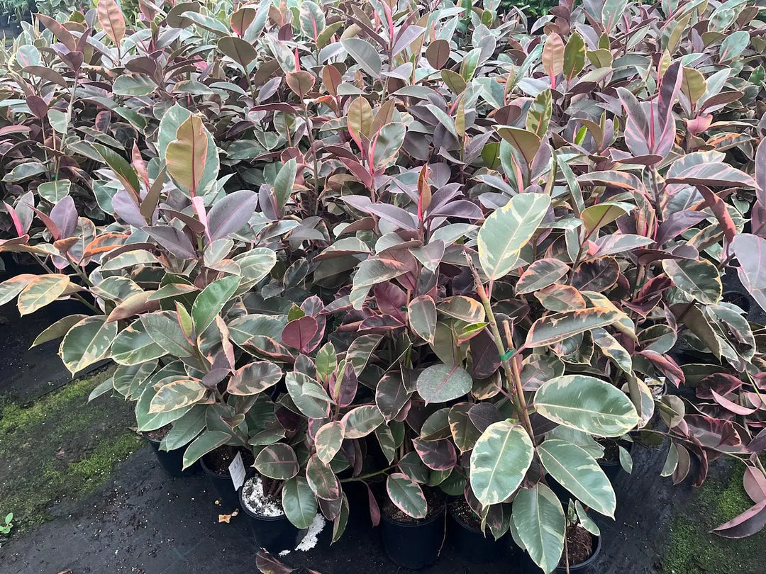 Ficus elastica ‘Ruby’ (Indian Rubber Tree) – 200mm | 250mm | 300mm | 400mm Potify