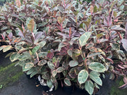 Ficus elastica ‘Ruby’ (Indian Rubber Tree) – 200mm | 250mm | 300mm | 400mm Potify