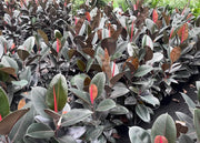 Ficus elastica ‘Ruby’ (Indian Rubber Tree) – 200mm | 250mm | 300mm | 400mm Potify