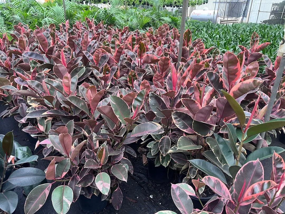 Ficus elastica ‘Ruby’ (Indian Rubber Tree) – 200mm | 250mm | 300mm | 400mm Potify