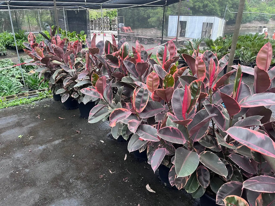Ficus elastica ‘Ruby’ (Indian Rubber Tree) – 200mm | 250mm | 300mm | 400mm Potify