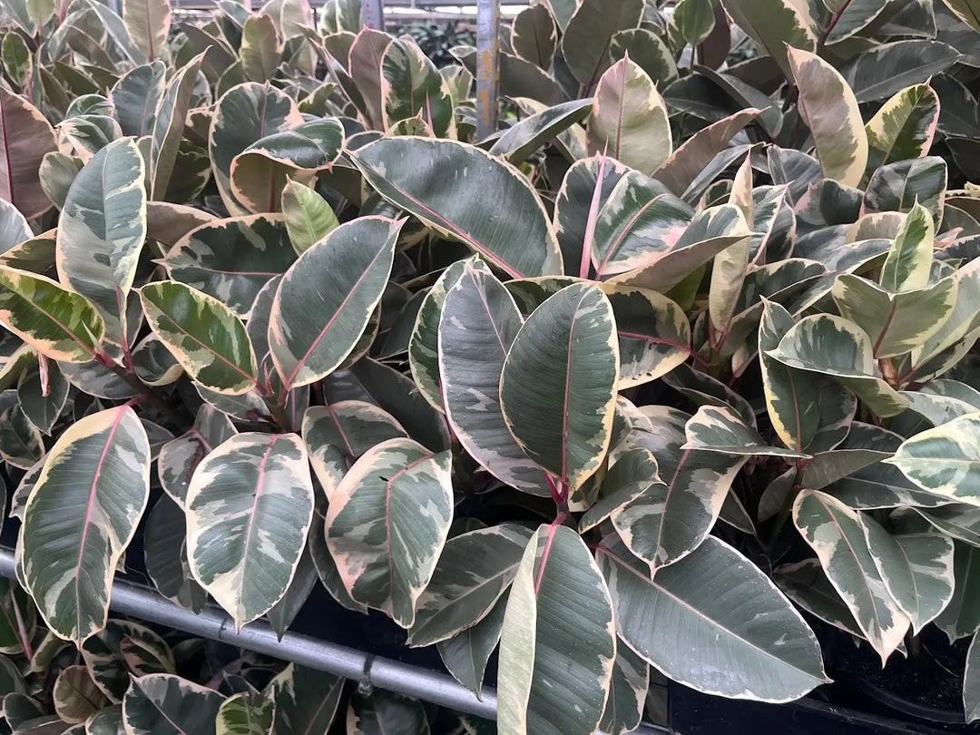 Ficus elastica ‘Tineke’ (Indian Rubber Tree) – 130mm | 200mm | 300mm Potify