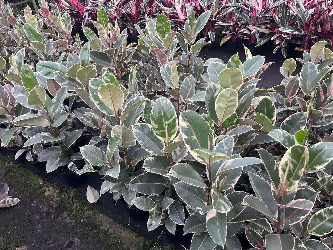Ficus elastica ‘Tineke’ (Indian Rubber Tree) – 130mm | 200mm | 300mm Potify