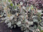 Ficus elastica ‘Tineke’ (Indian Rubber Tree) – 130mm | 200mm | 300mm Potify