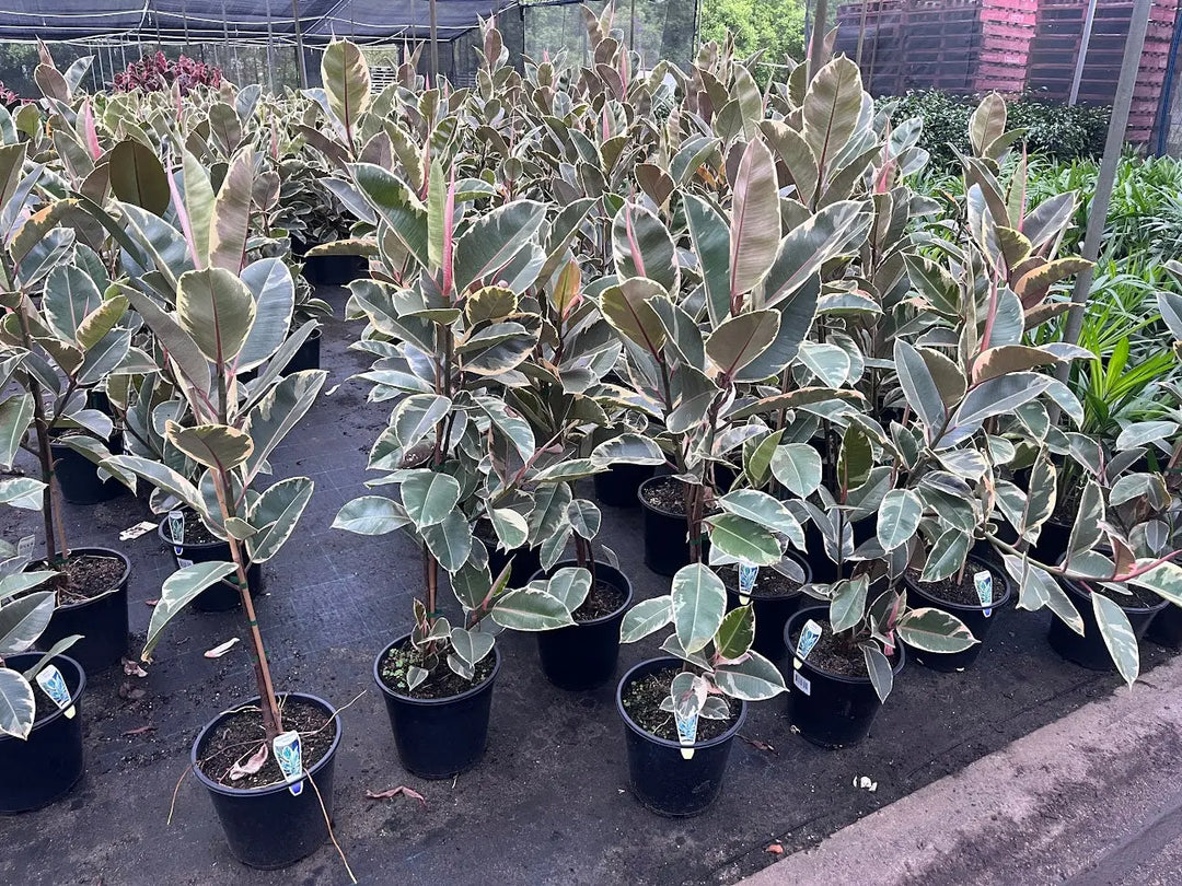 Ficus elastica ‘Tineke’ (Indian Rubber Tree) – 130mm | 200mm | 300mm Potify