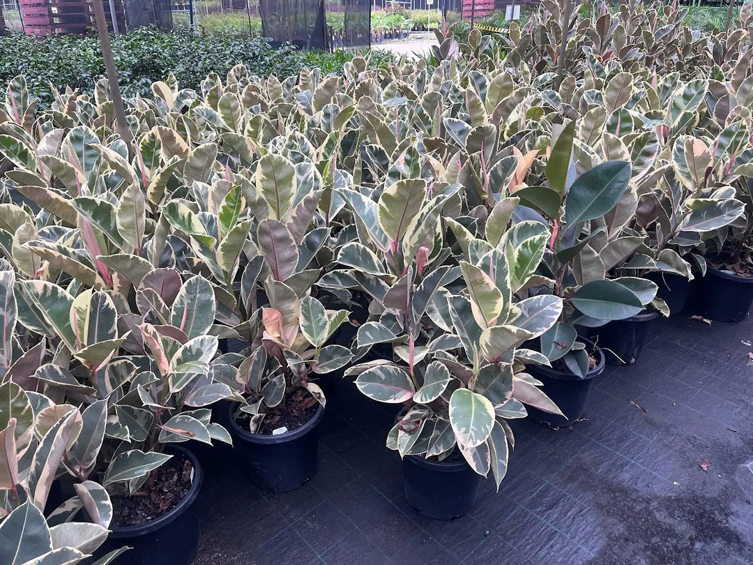 Ficus elastica ‘Tineke’ (Indian Rubber Tree) – 130mm | 200mm | 300mm Potify