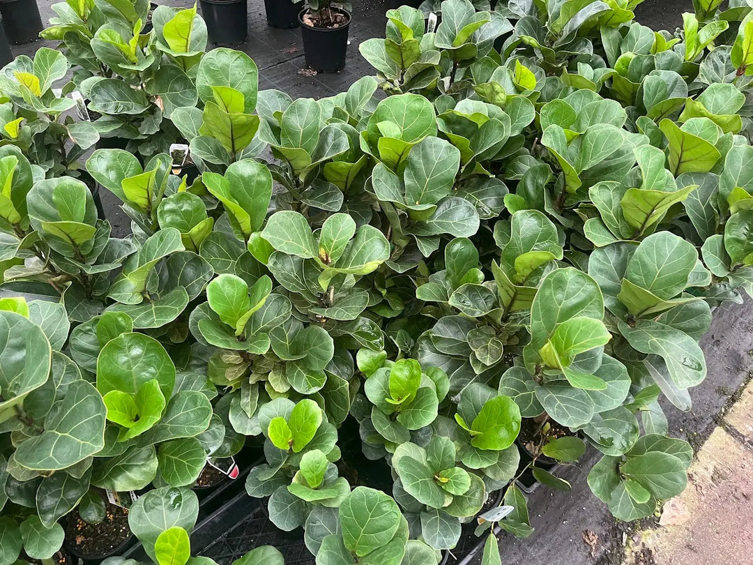Ficus lyrata (Fiddle Leaf Fig) 130mm | 180mm | 200mm | 250mm | 300mm |400mm Potify