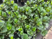Ficus lyrata (Fiddle Leaf Fig) 130mm | 180mm | 200mm | 250mm | 300mm |400mm Potify