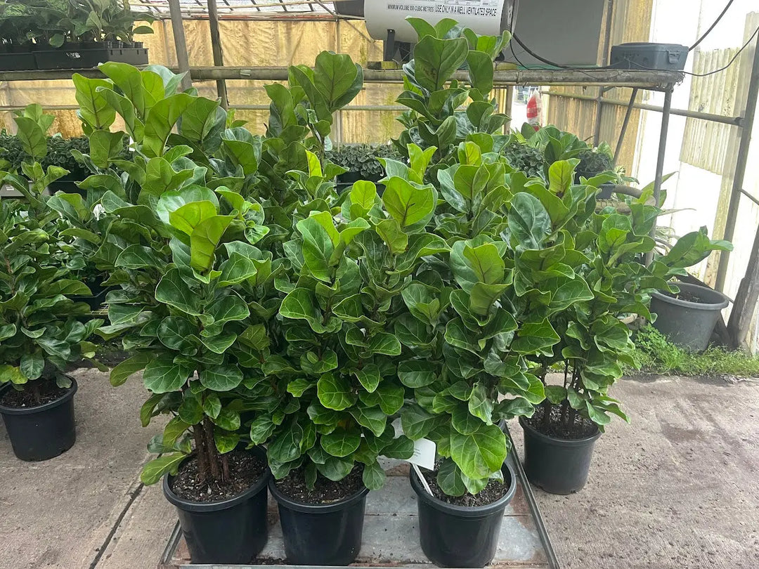 Ficus lyrata (Fiddle Leaf Fig) 130mm | 180mm | 200mm | 250mm | 300mm |400mm Potify