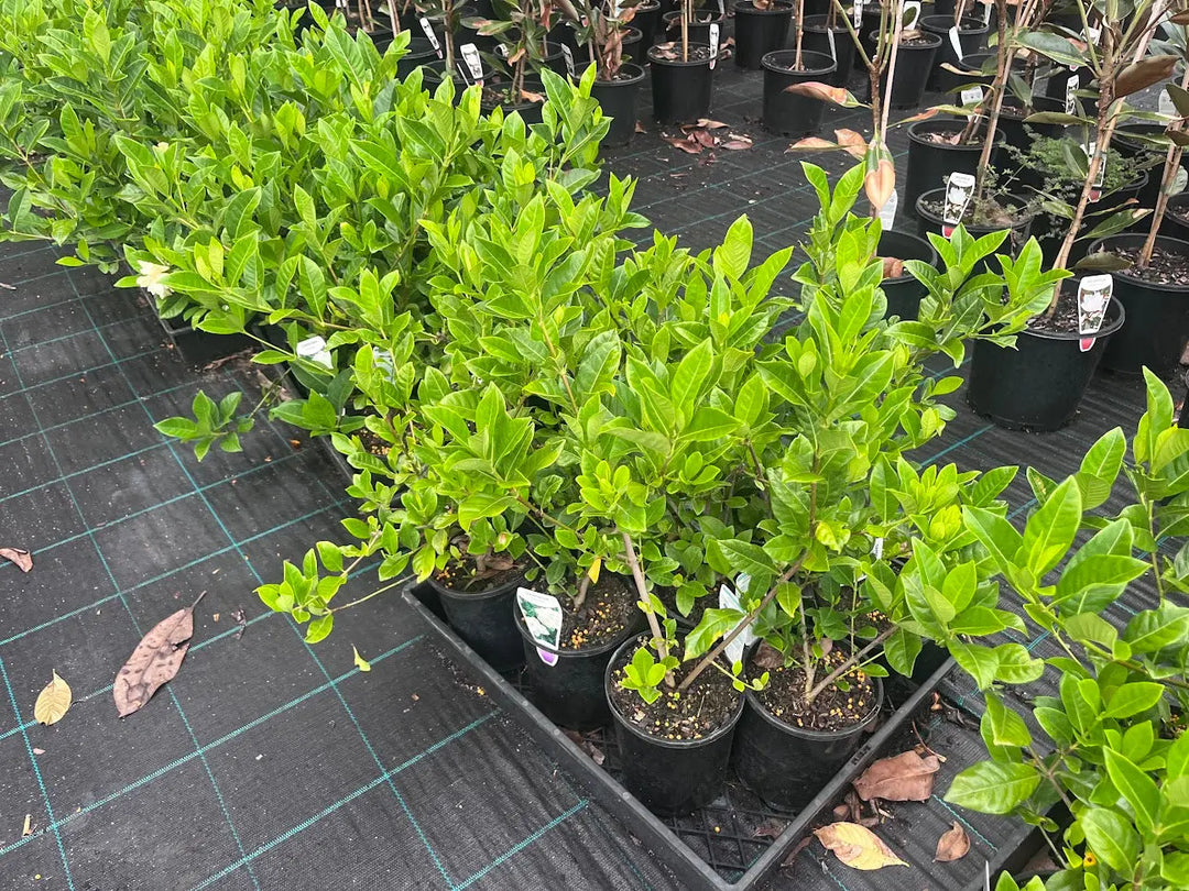 Gardenia Florida - 140mm Potify