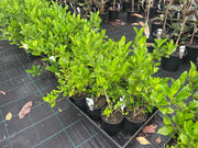 Gardenia Florida - 140mm Potify