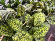 Homalomena Camouflage - 130mm Potify