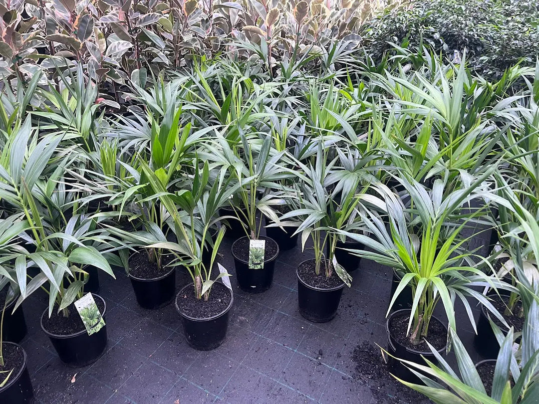 Howea forsteriana (Kentia Palm) – 200mm | 250mm | 300mm Potify
