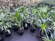 Howea forsteriana (Kentia Palm) – 200mm | 250mm | 300mm Potify
