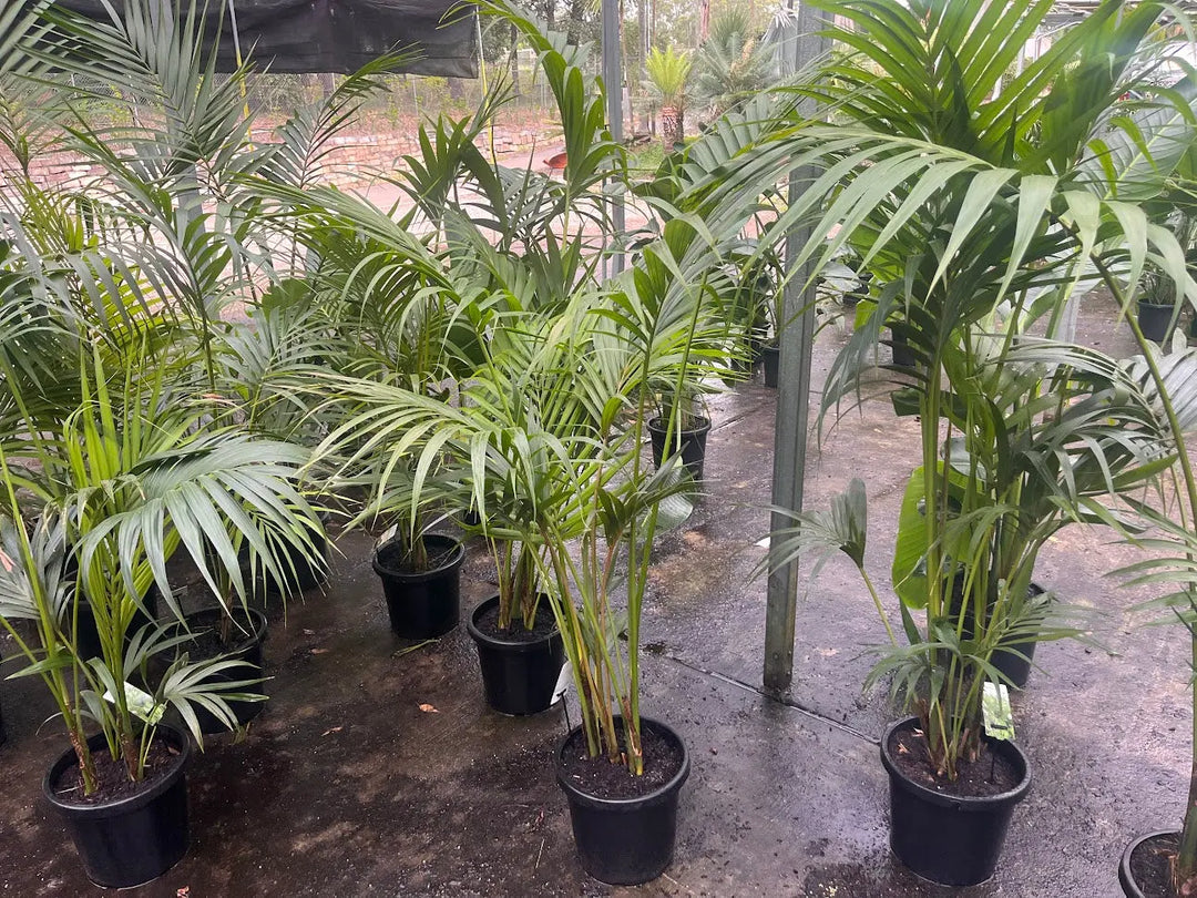 Howea forsteriana (Kentia Palm) – 200mm | 250mm | 300mm Potify
