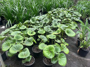 Ligularia dentata reniformis (Tractor Plant) - 130mm Potify