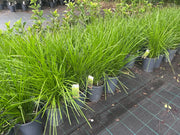 Lomandra Lime Tuff - 200mm Potify