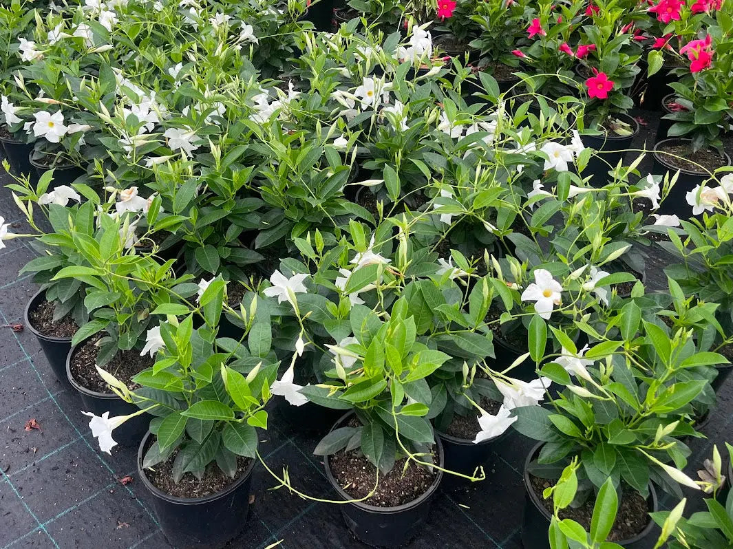 Mandevilla Garden White - 200mm Potify