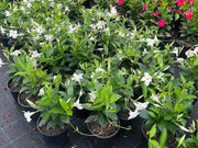 Mandevilla Garden White - 200mm Potify