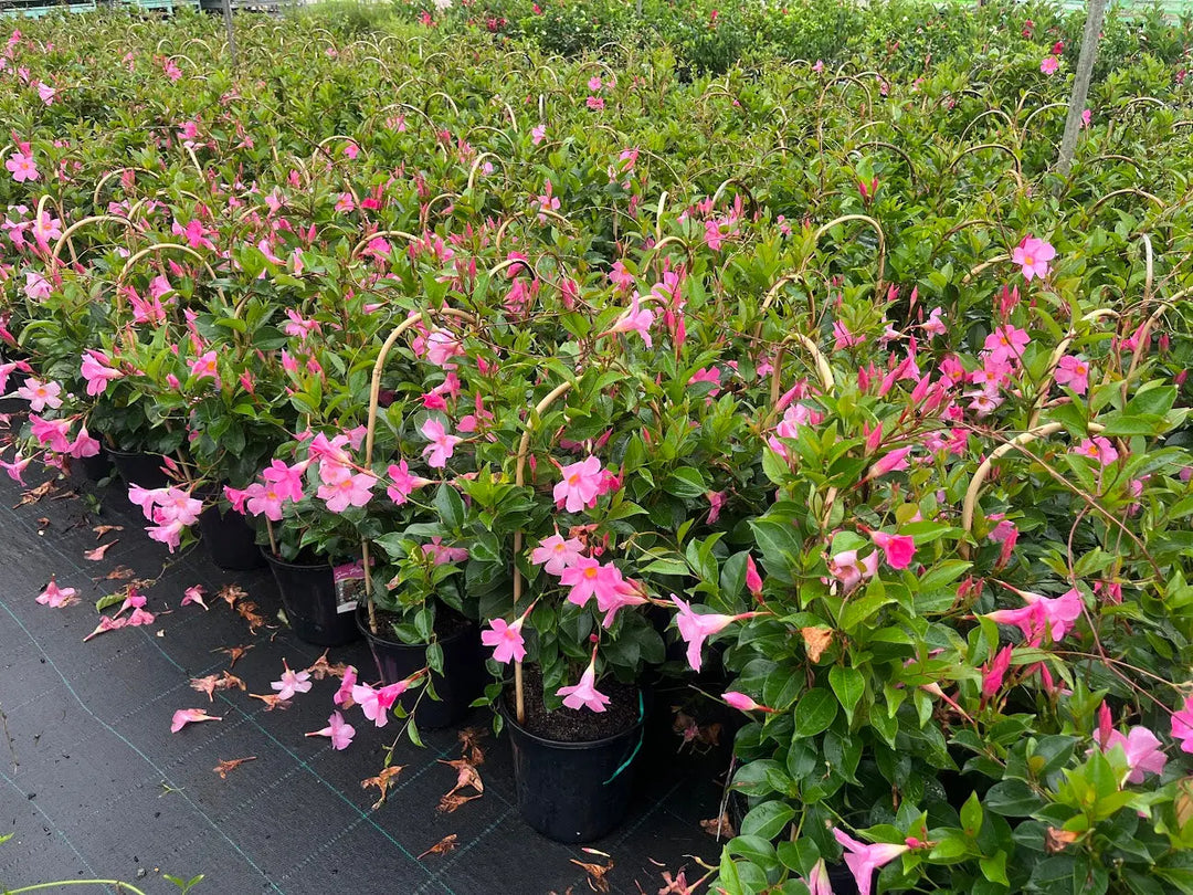 Mandevilla Pretty Pink - 200mm Potify