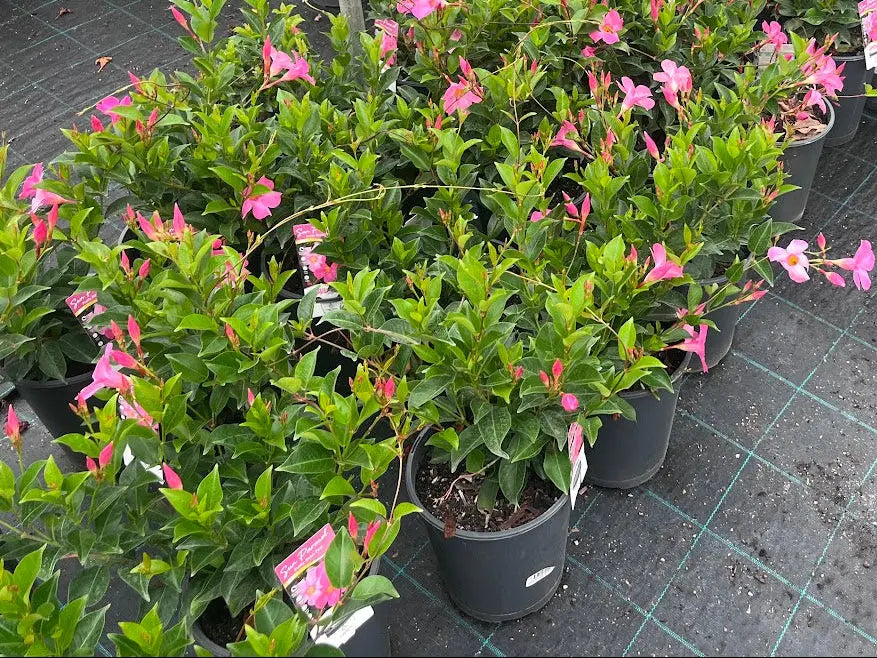 Mandevilla Pretty Pink - 200mm Potify