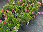Mandevilla Pretty Pink - 200mm Potify