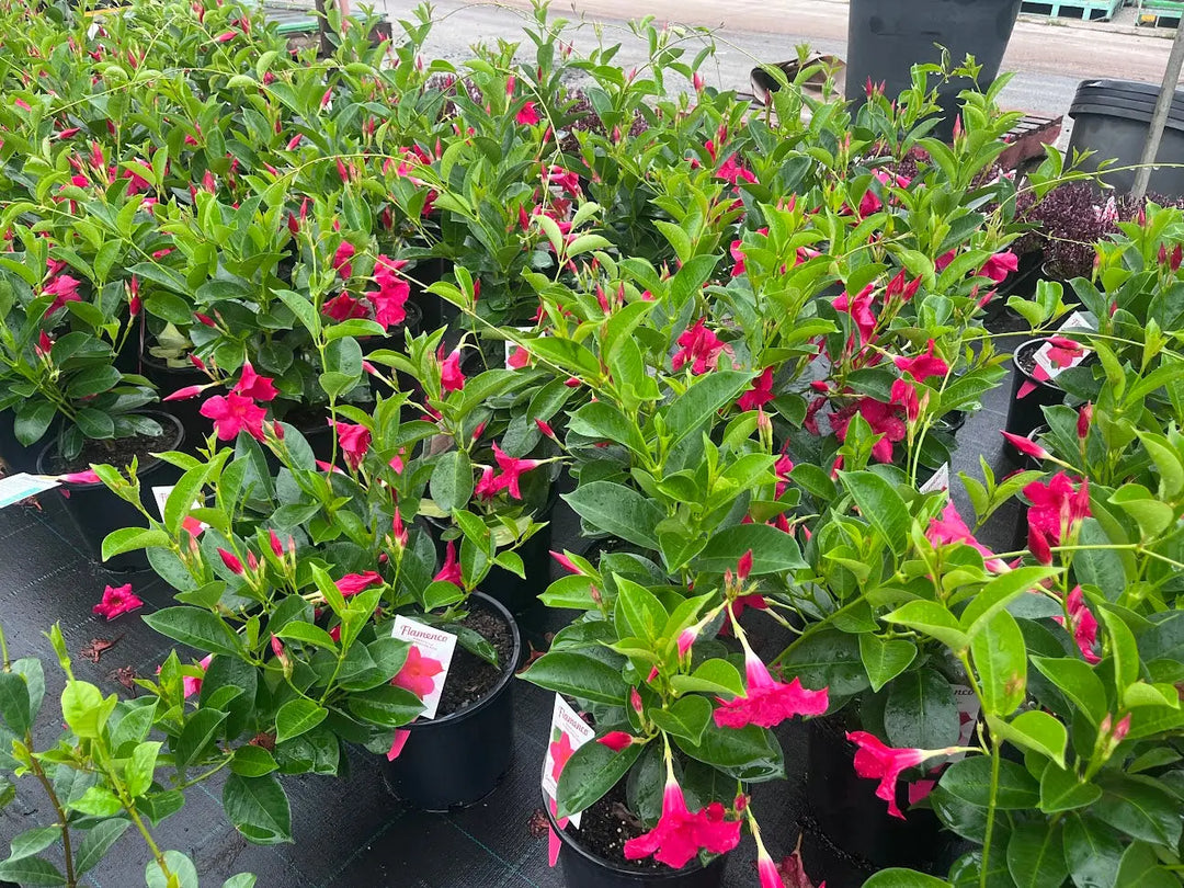 Mandevilla Summerstar Pink and White - 200mm Potify
