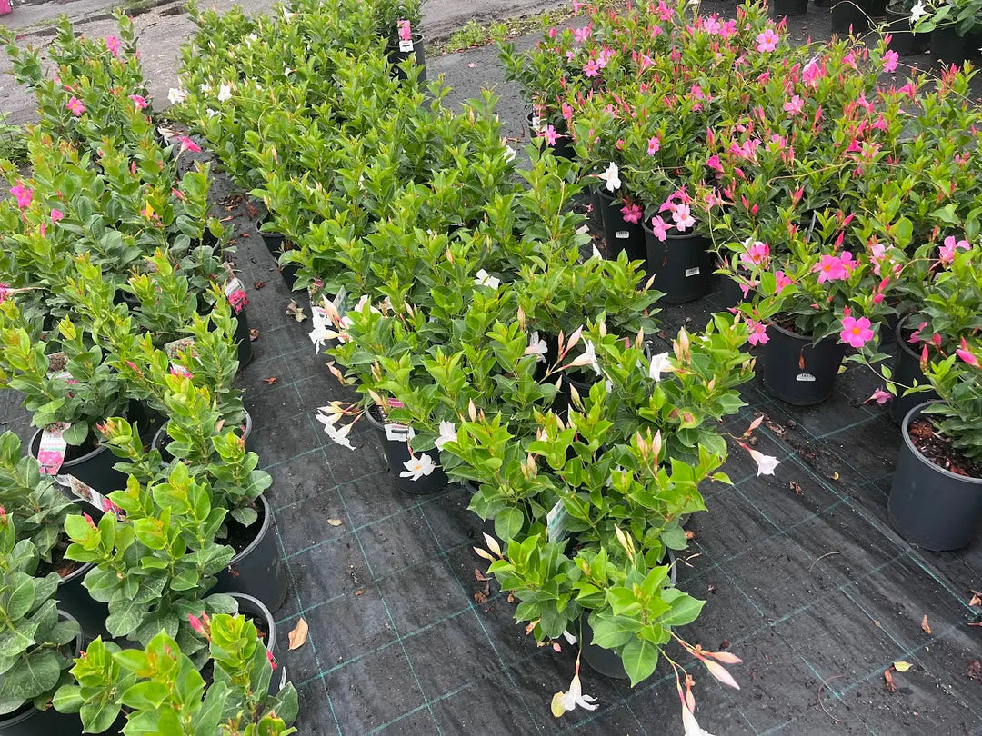 Mandevilla Summerstar Pink and White - 200mm Potify