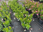 Mandevilla Summerstar Pink and White - 200mm Potify
