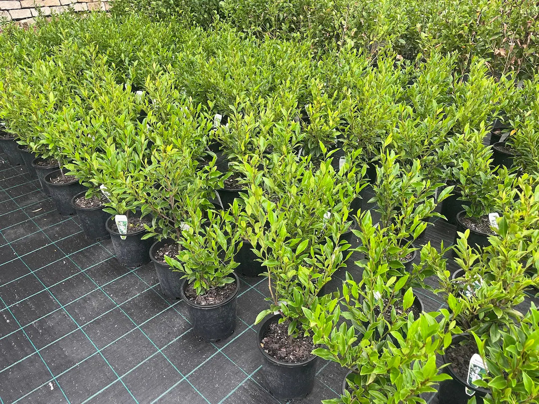 Michelia figo (Port Wine Magnolia) - 200mm Potify