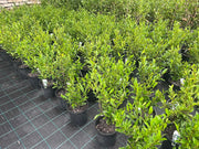 Michelia figo (Port Wine Magnolia) - 200mm Potify