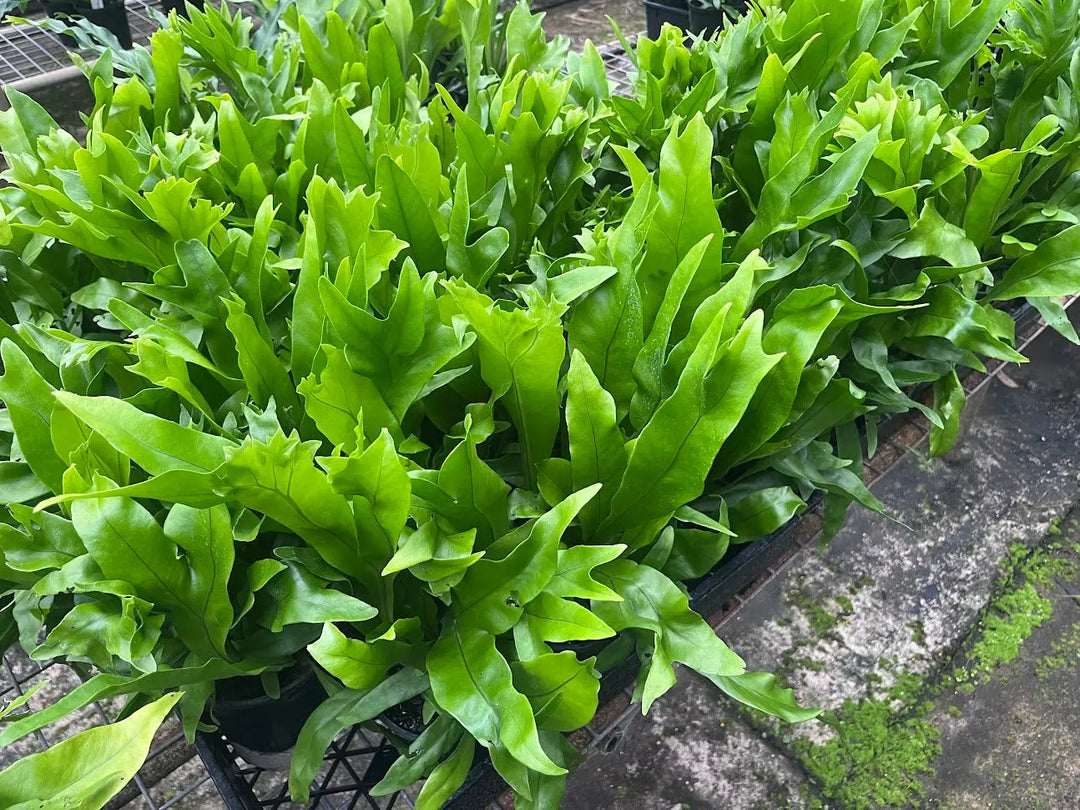 Microsorum Green Flame - 130mm Potify