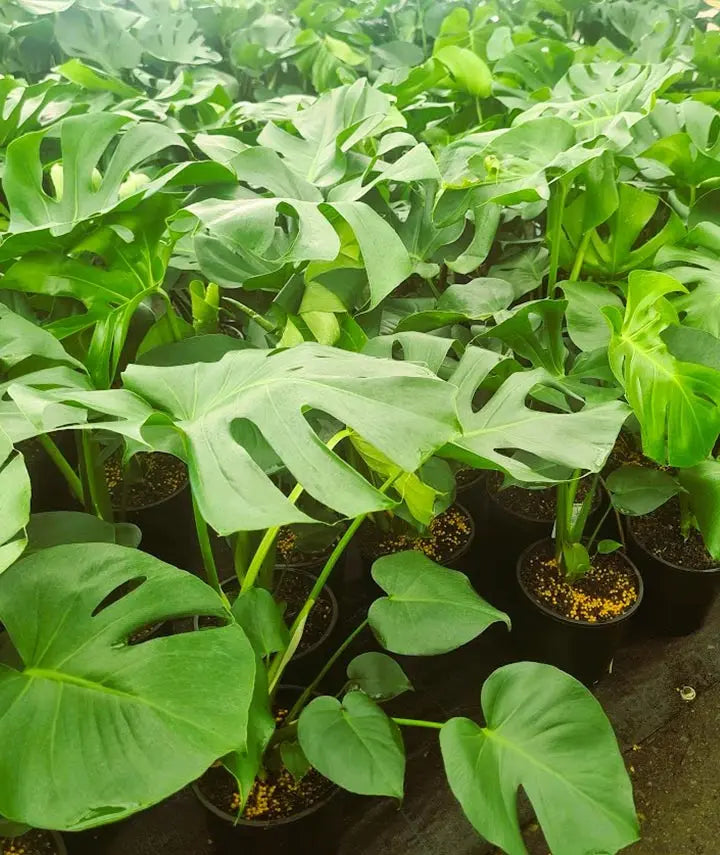 Buy Monstera 200mm Sydney | Fruit Salad Plant