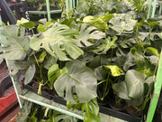 Monstera deliciosa (Fruit Salad Plant) 130mm | 200mm Potify