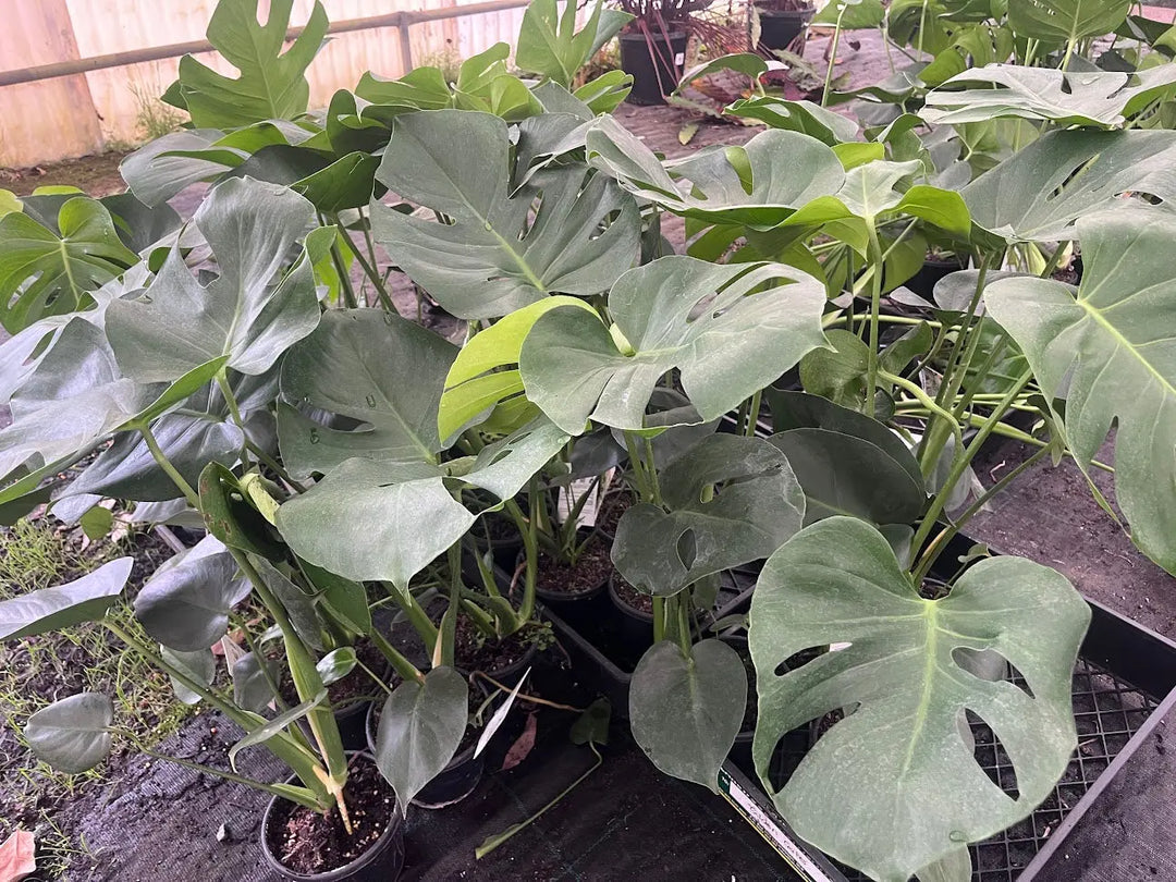 Monstera deliciosa (Fruit Salad Plant) 130mm | 200mm Potify