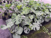 Monstera deliciosa (Fruit Salad Plant) 130mm | 200mm Potify