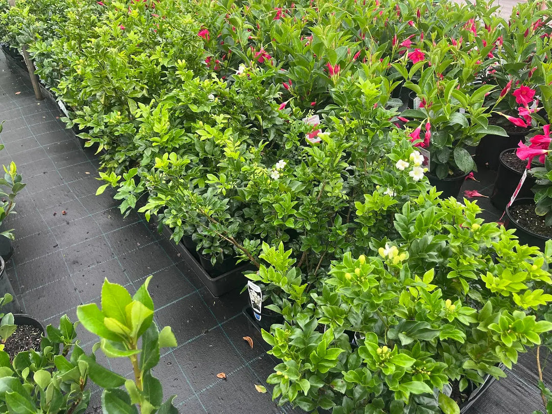 Murraya paniculata (Orange Jessamine) - 140mm Potify