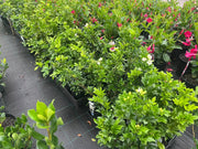Murraya paniculata (Orange Jessamine) - 140mm Potify