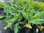 Musa acuminata William Cavendish (Banana) - 200mm Potify