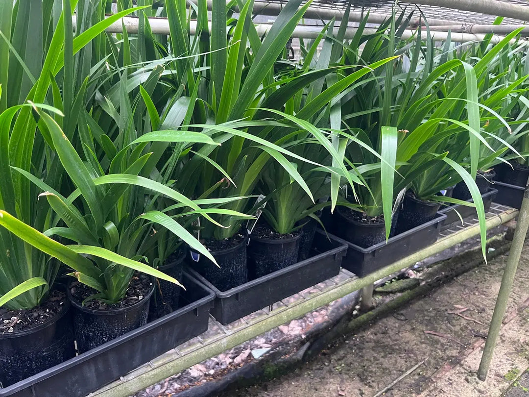 Neomarica gracilis (Brazilian Walking Iris) - 200mm Potify