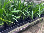 Neomarica gracilis (Brazilian Walking Iris) - 200mm Potify