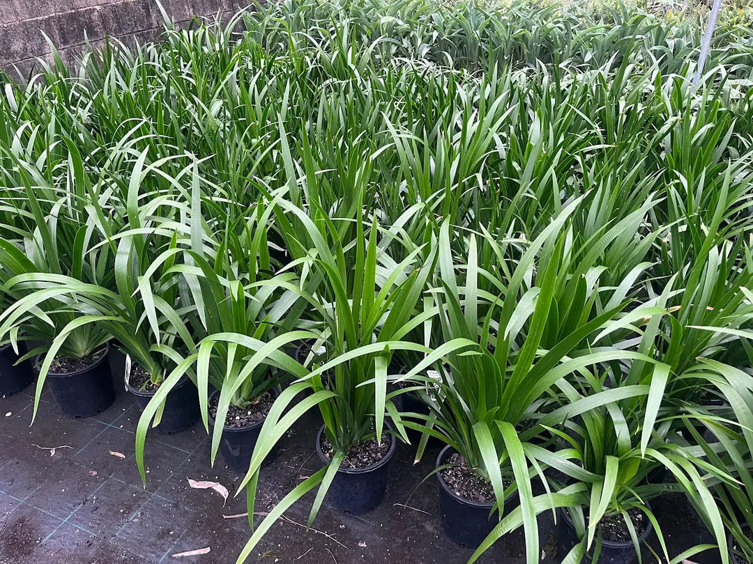 Neomarica gracilis (Brazilian Walking Iris) - 200mm Potify